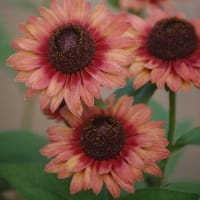 気になってたお花を撮りました