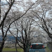 お花見外出