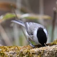 ゴジュウカラ、コガラを撮影