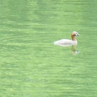 初夏の鎌北湖を見に行ってきました　後編