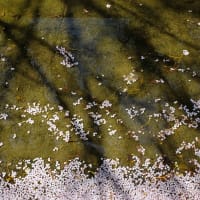 伏見を散策してきた (3)