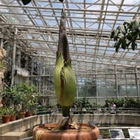 ショクダイオオコンニャク 　神代植物公園