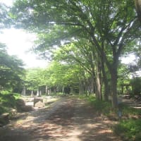 暑さに慣れてきたように感じる今日この頃