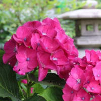 庭の紫陽花