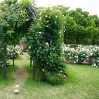 甘い香りに包まれるひととき。「京都府立植物園」の満開のバラ園の休日