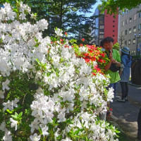 札幌ライラック祭り(2)…今週の一枚