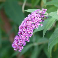 ブッドレア　〈白　紫　藤の３色の花〉　