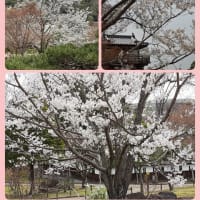 池田城の薄墨桜