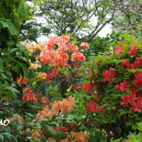 「蓮華躑躅の花が咲きました」　MY　GARDEN　2025.05.28日撮影