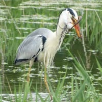 アオサギの捕食