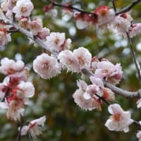 大仙公園（２０２５年３月１７日）