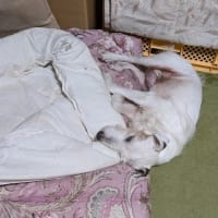 おかげさまで