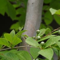 夏椿とシモツケの花