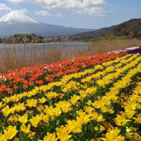 富士山を見に行く
