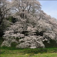 「七輿山古墳」と「白石稲荷山古墳」で 咲く桜