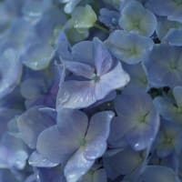 お隣の紫陽花