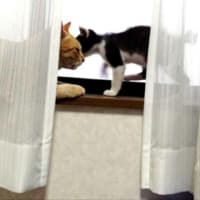 姉宅の保護猫、その後