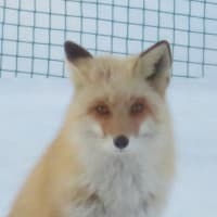 キタキツネと見つめあう🦊十勝ライフ