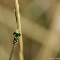 １４年ぶりにひょっこり