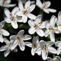 合歓の木の花と山紫陽花と万葉集。ヒロオビトンボエダシャクの交尾。キバネツノトンボが孵化。恋がかなう玉虫が飛来（妻女山里山通信）