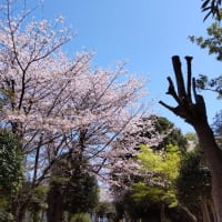 一里塚公園の桜