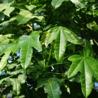 晩春～初夏の花：ゴウシュウアオギリ