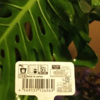 ダイソーで気が付いていたこと・・・