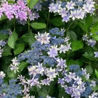 紫陽花