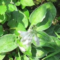 「擬宝珠の花」です、２種目類の一つ。