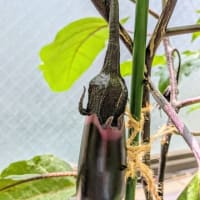 可愛い野菜