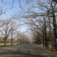 昭和記念公園の裸の木