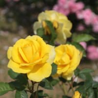ドイツ村の薔薇