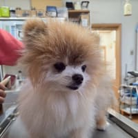 ショートカットらよ