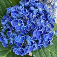 紫陽花　ポップコーン