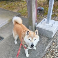 新しいバス停出来た。