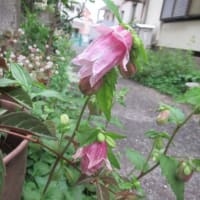 5月中旬の花