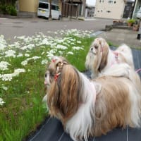 梅雨入りしました