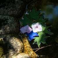 四葩の頃【一条恵観山荘】光に浮かび上がる紫陽花に魅せられて・・・