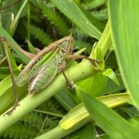 熱中症警戒アラート・アリとキリギリス