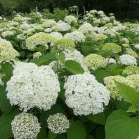 前橋、荻窪公園　アジサイ園
