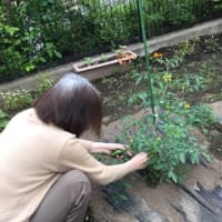 夏野菜の収穫です❤️