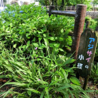 「神戸フルーツフラワーパーク大沢」へ「紫陽花」を見に行きました