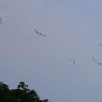 何時もの沼でコアジサシ（３日）
