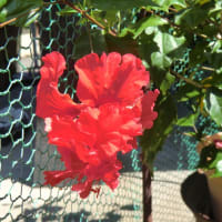 猛暑の庭に咲く花