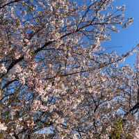 満開から1週間