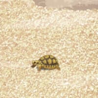🐢