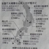 山火事損害、１０年で４０億円