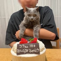 コラちゃん１８歳おめでとう！