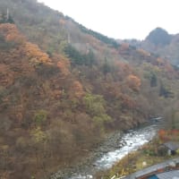 【里の秋】静かな静かな秋かと思えば・・・