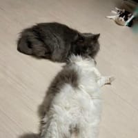 見られてる